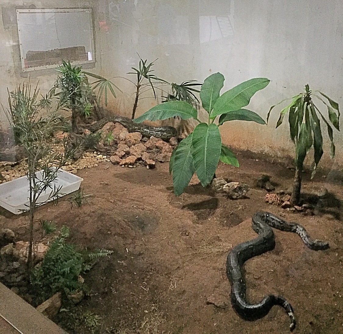 Jiboia em ambiente controlado dentro de um terrário com plantas, provavelmente no Projeto Jiboia, atração turística de educação ambiental em Bonito MS.
