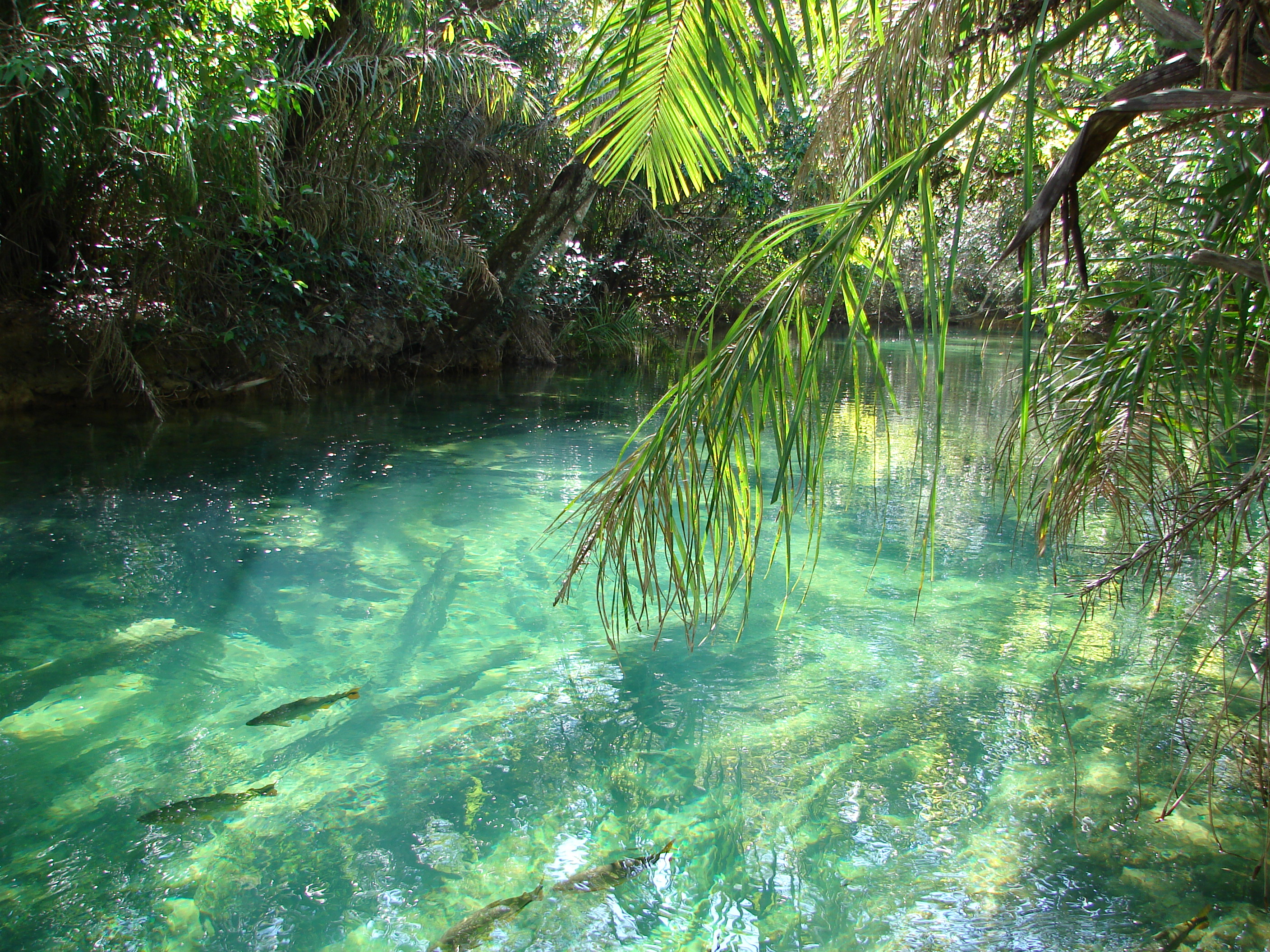 Águas cristalinas do Rio Formoso no Balneário Municipal de Bonito MS, com peixes piraputangas nadando e vegetação verde exuberante refletida na água.