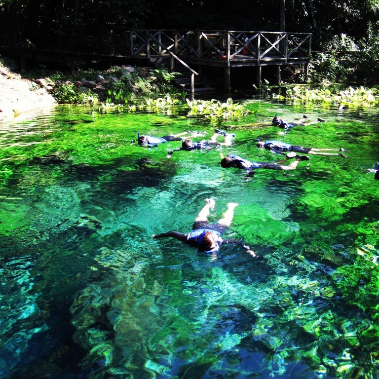 Grupo de turistas praticando flutuação com snorkel nas águas verdes e cristalinas da Nascente Azul em Bonito MS, cercados por vegetação aquática exuberante.