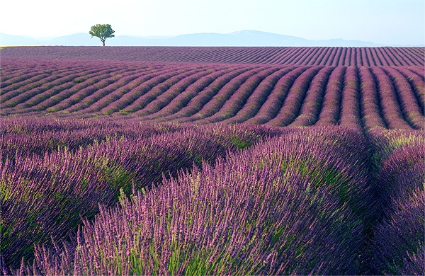Vasto campo de lavandas roxas alinhadas em plantação na cidade de Cunha em São Paulo.
