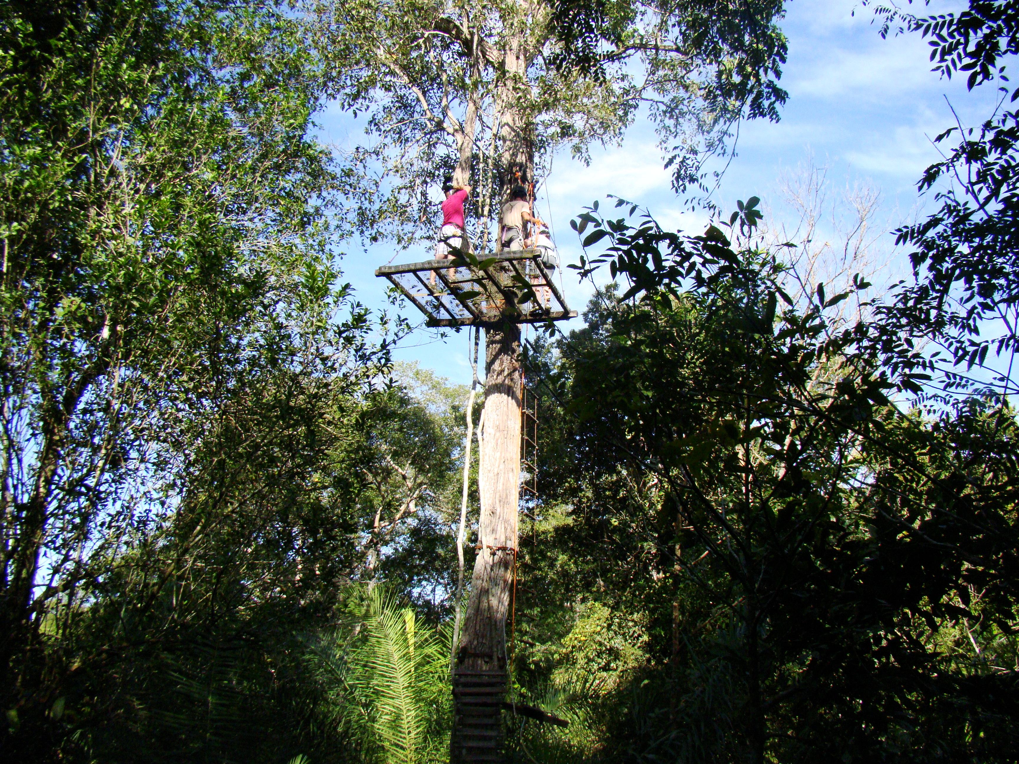 Turistas em plataforma de arvorismo na copa de uma grande árvore, equipados com capacetes e cintos de segurança em passeio de aventura em Bonito MS.