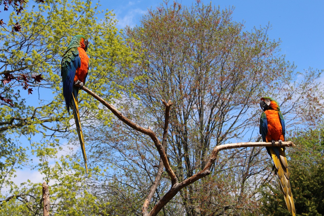 Duas araras de plumagem colorida empoleiradas em galhos de árvores, representando a fauna e observação de aves em Bonito MS.