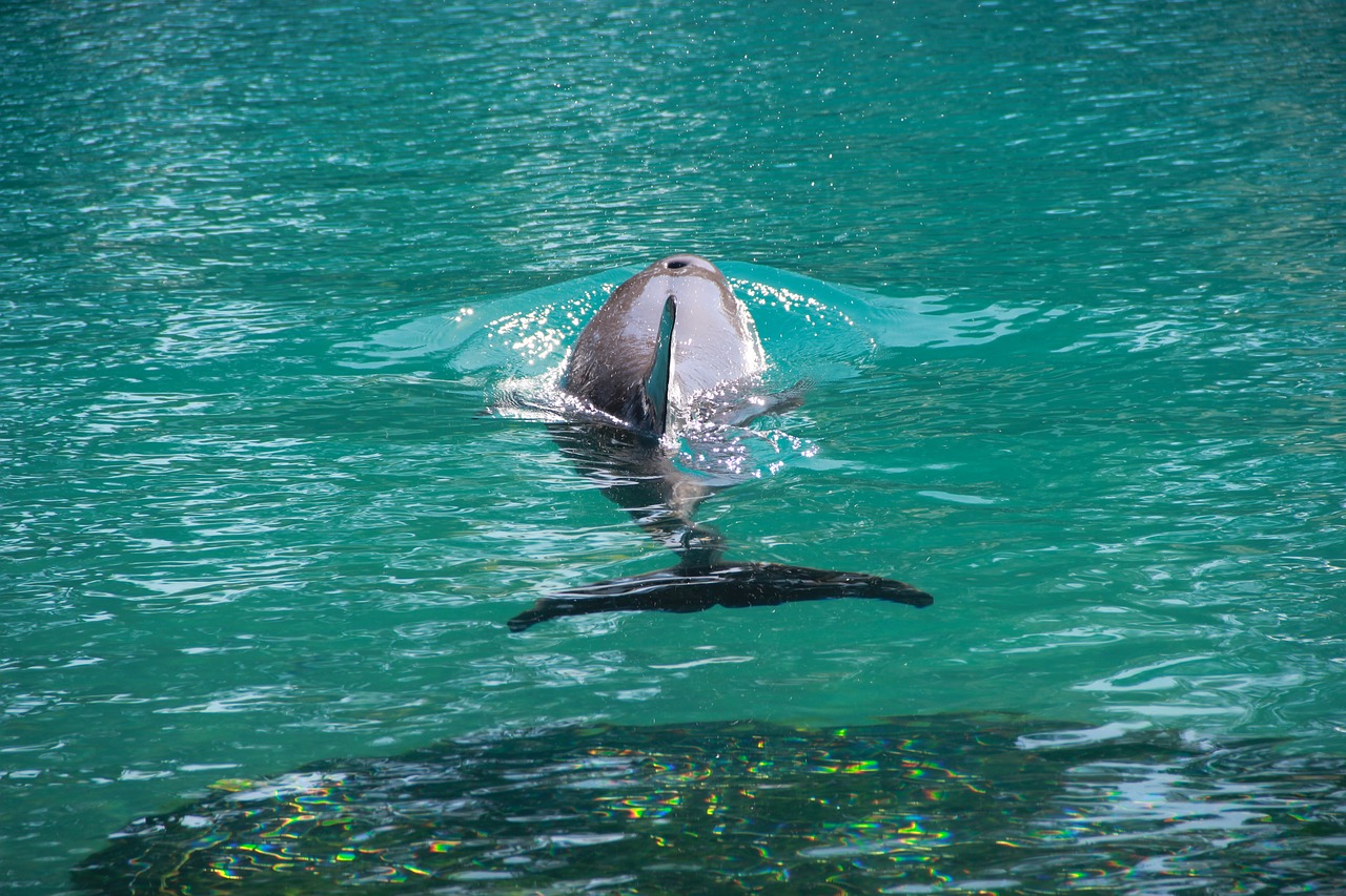 Golfinho nadando nas águas azul-turquesa do Oceanário nas Ilhas do Rosário, próximo a Cartagena.